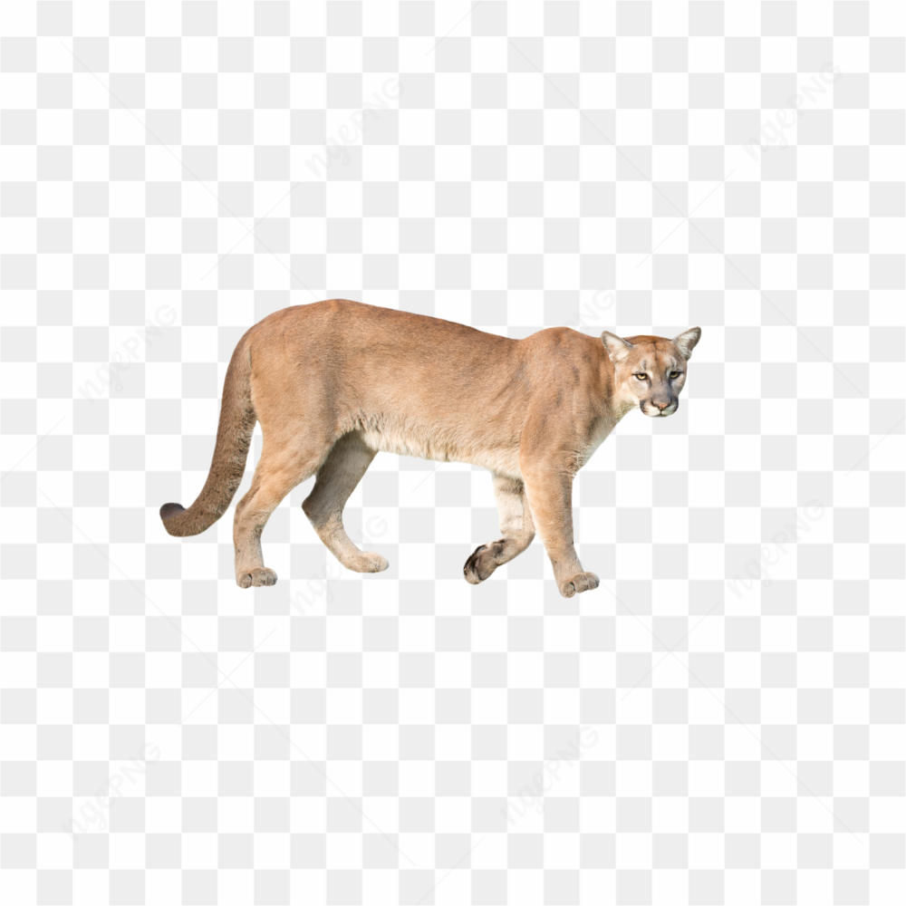 Tiger animals nature 