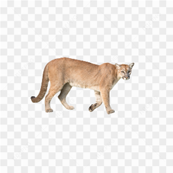 Tiger animals nature 