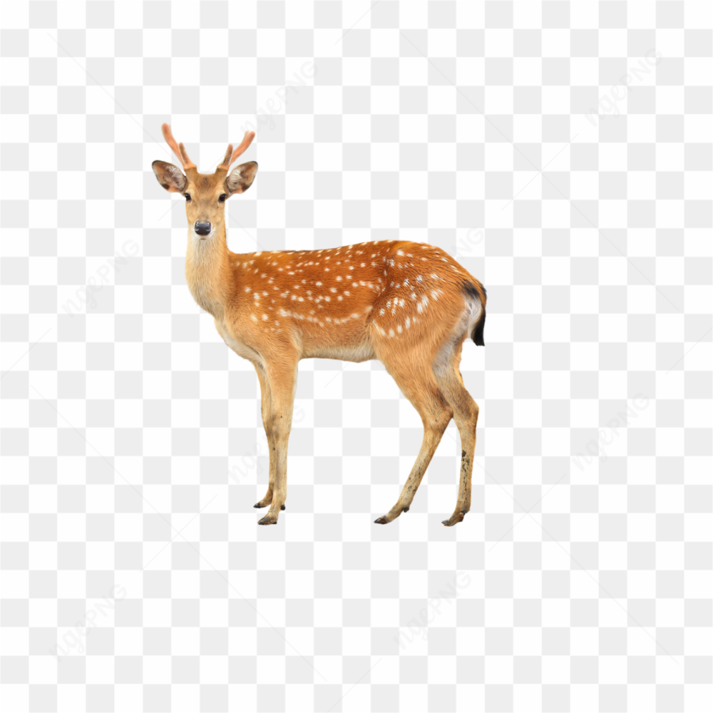Deer animals nature 