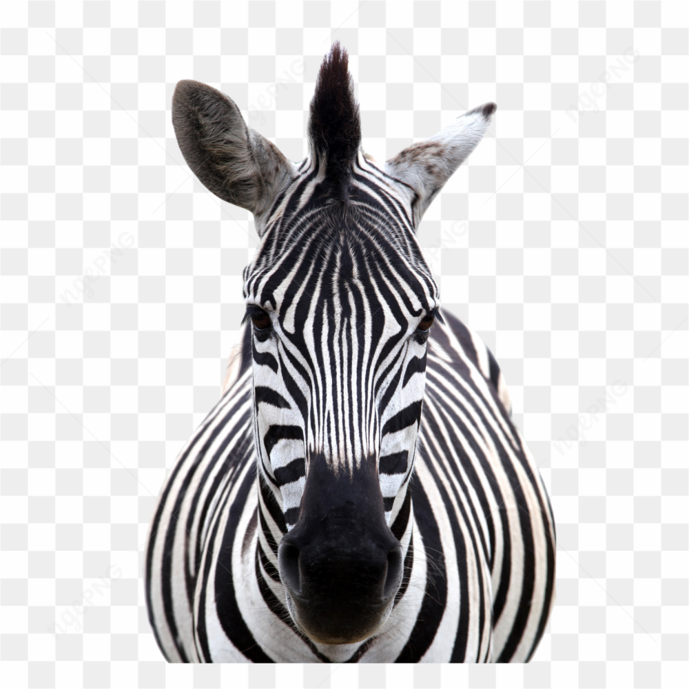 Zebra animals nature 