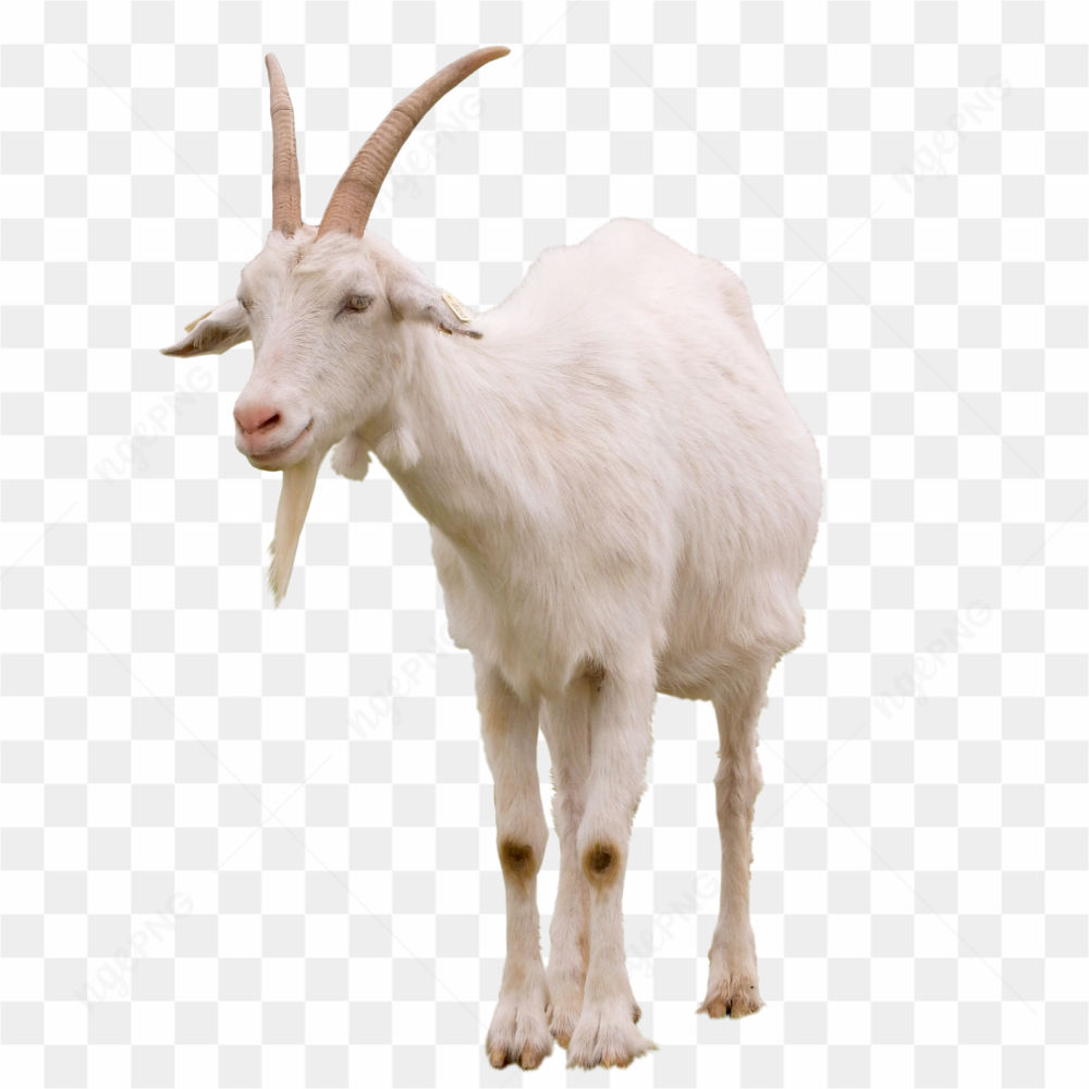 Billy goat animals nature 