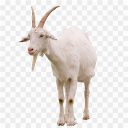Billy goat animals nature 