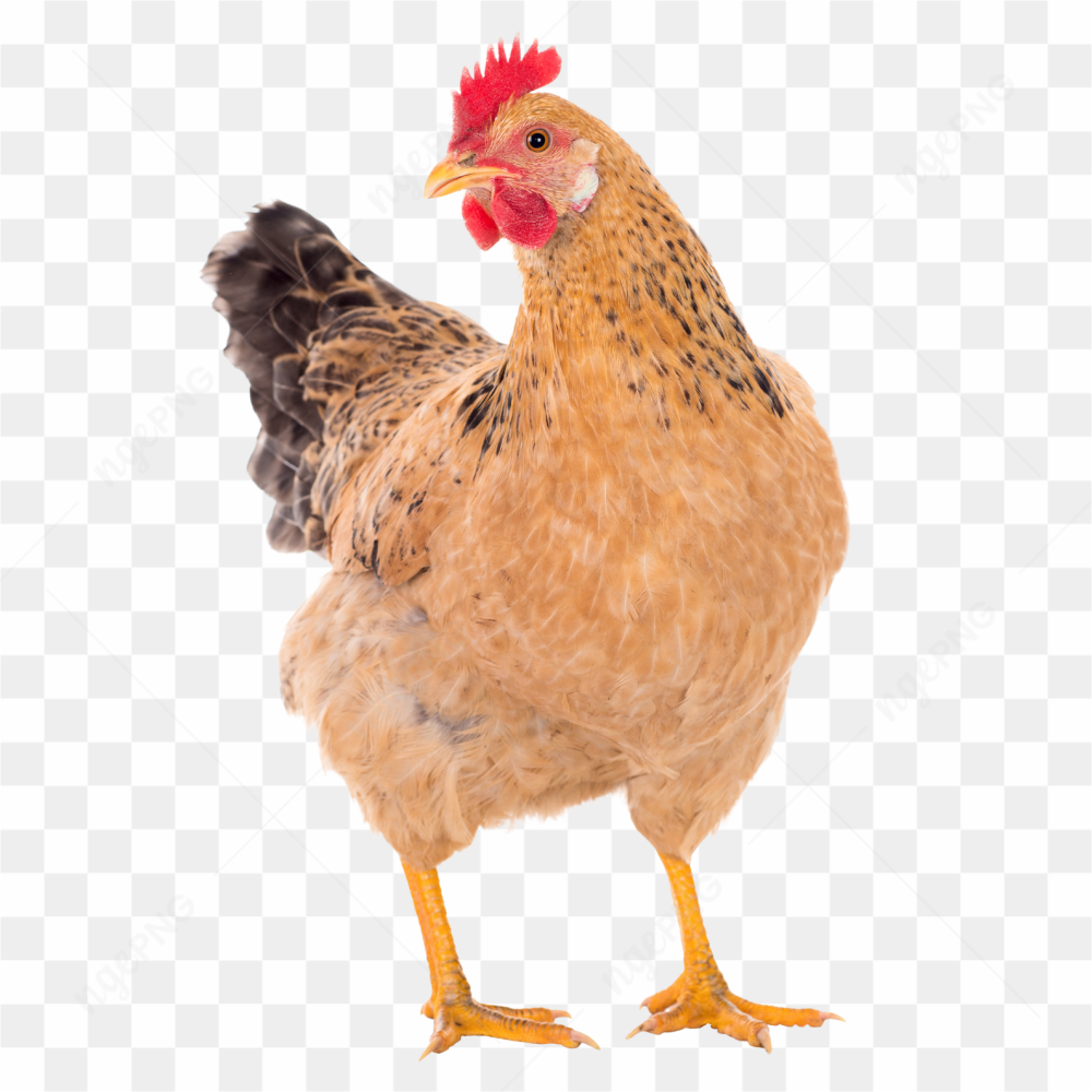 Hen animals nature 