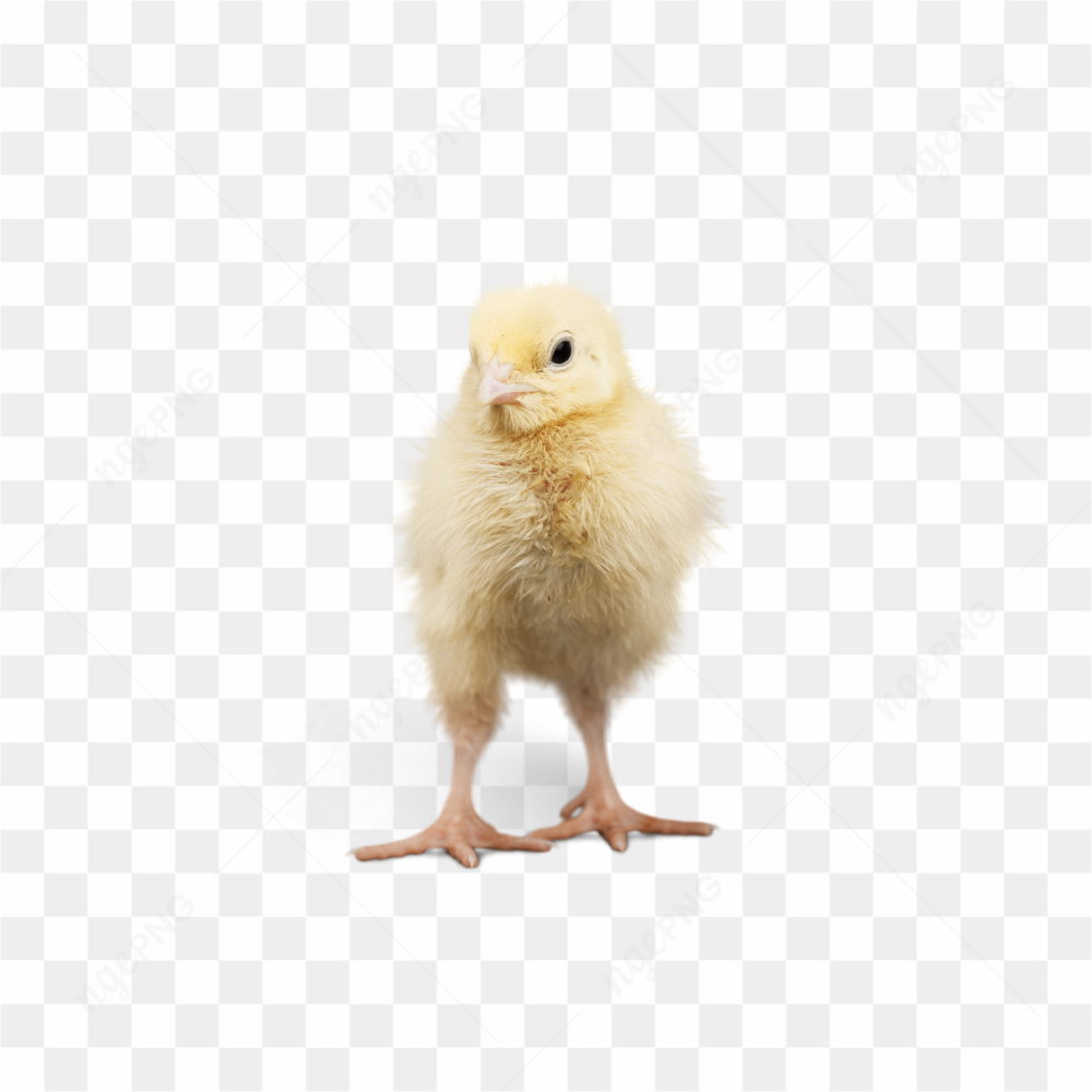Chicken animals nature 