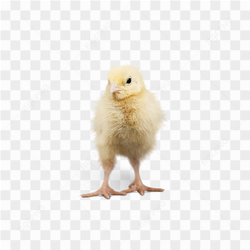Chicken animals nature 