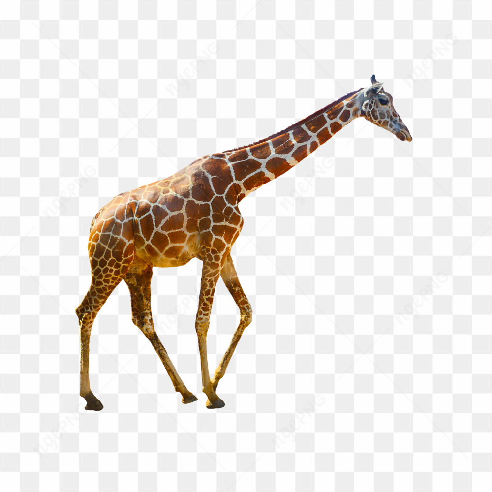 Giraffe animals nature 