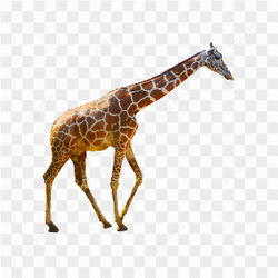 Giraffe animals nature 