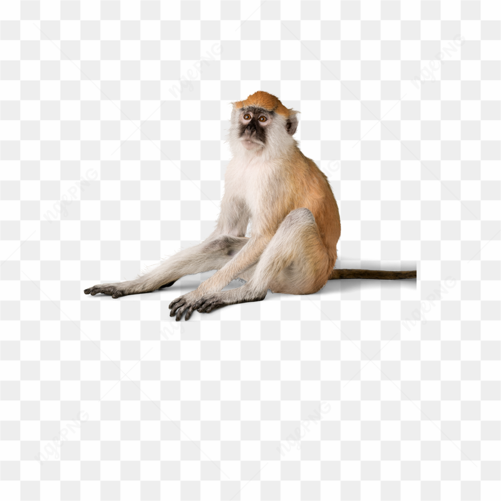 Monkey animals nature 
