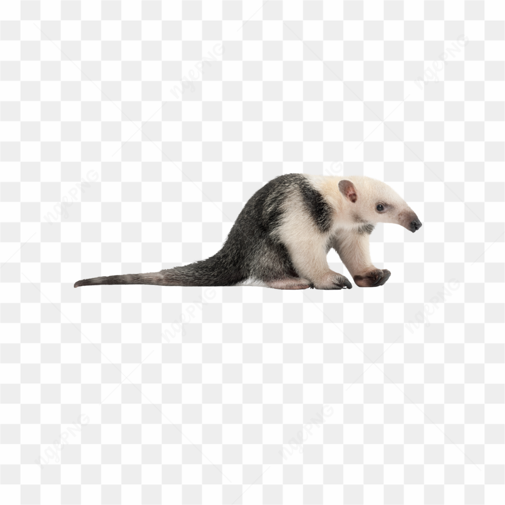 Anteater animals nature 