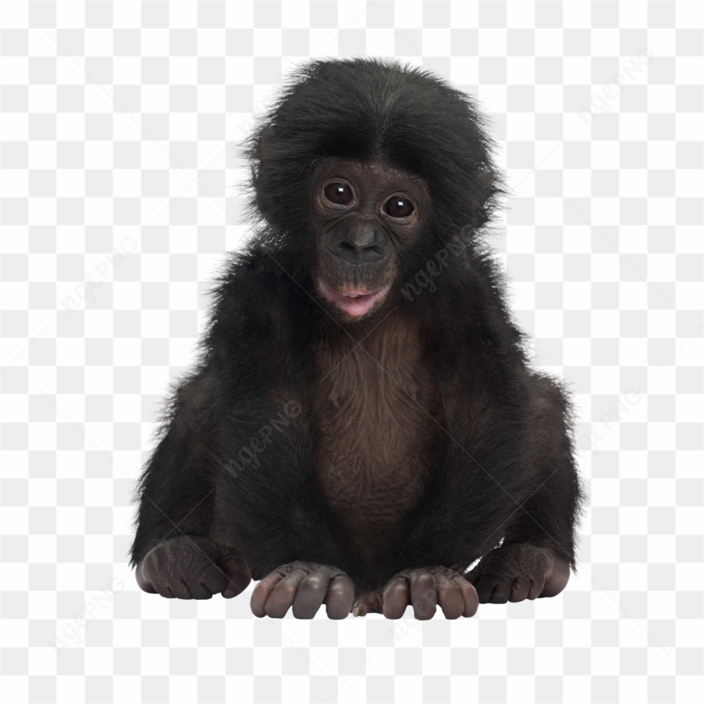 Monkey animals nature 