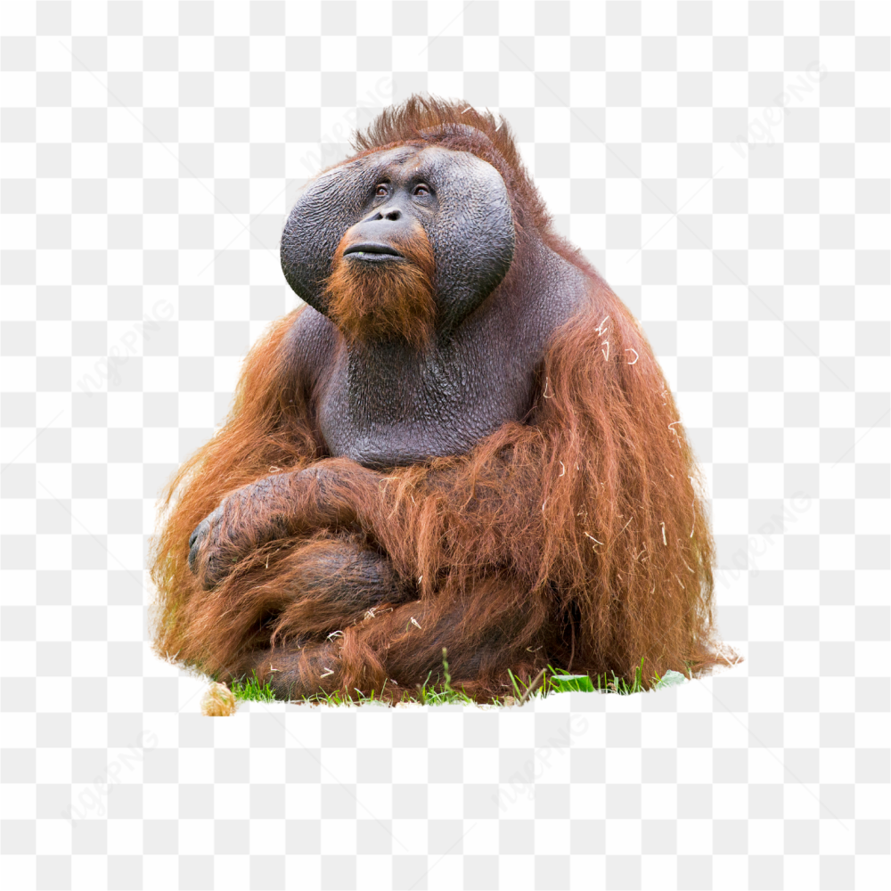 Orangutan animals nature 
