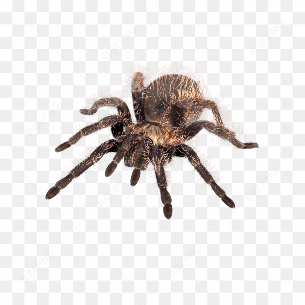 Spider animals nature 