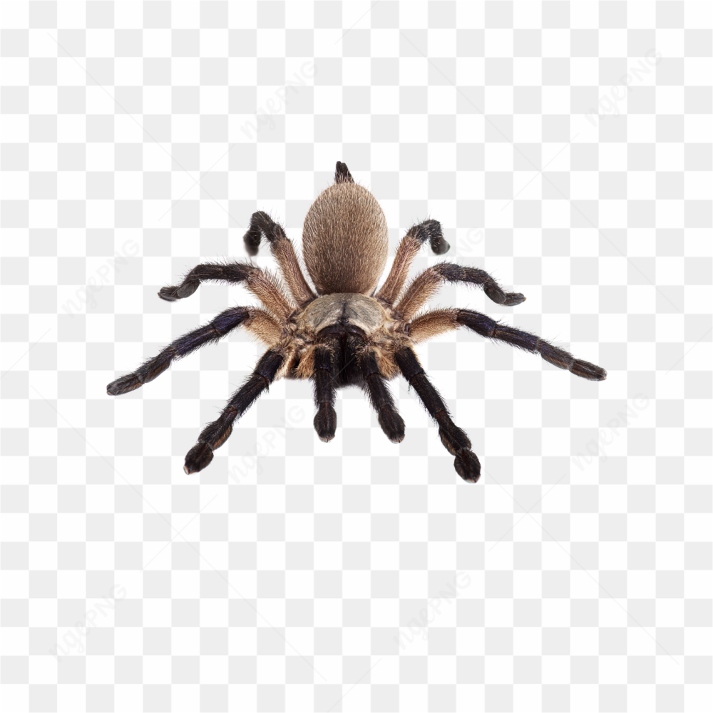Spider animals nature 