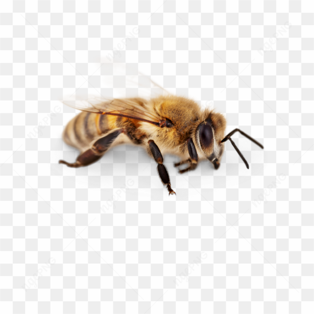 Bee animals nature 
