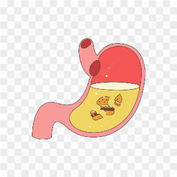 Lambung isi makanan