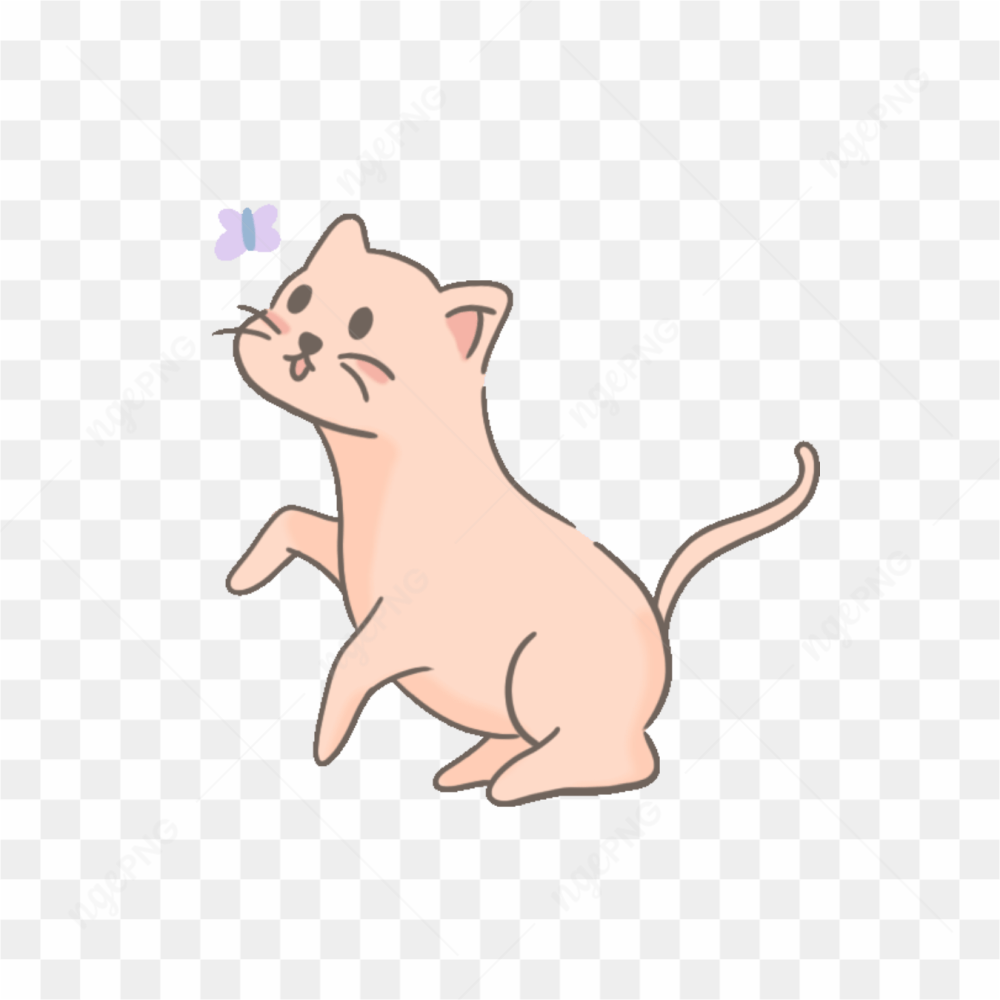 Kucing mengejar kupu kupu