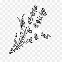 Sketsa bunga lavender