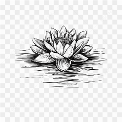 Sketsa bunga teratai