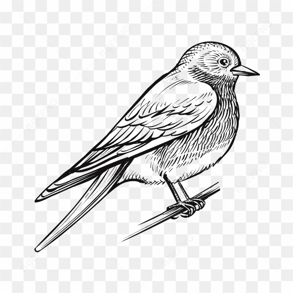 Sketsa burung dara