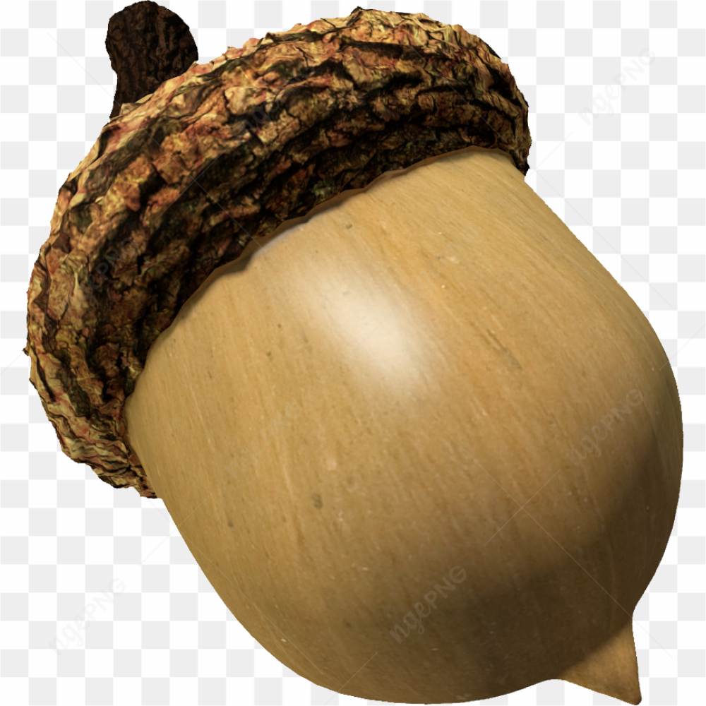 Gros plan d\'un gland