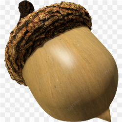 Gros plan d\'un gland