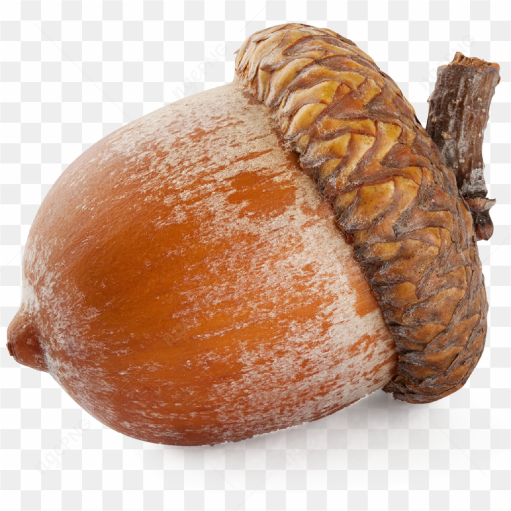 Gros plan d\'un gland