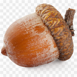 Gros plan d\'un gland