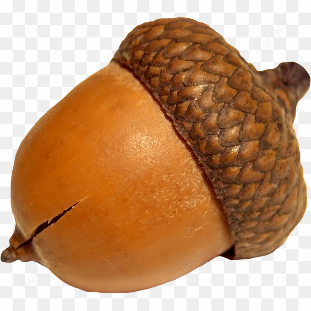 Gros plan d\'un fruit de chne