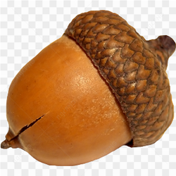 Gros plan d\'un fruit de chne