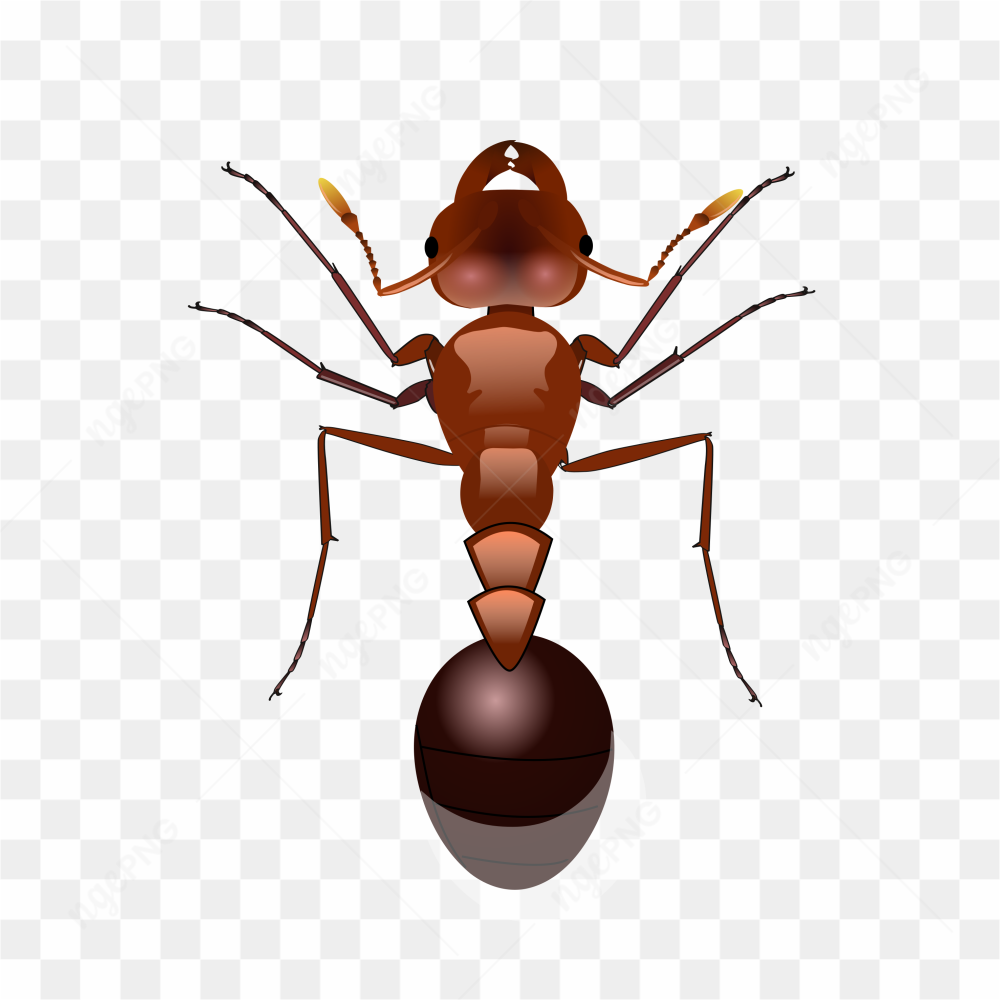 Un Fourmi rouge
