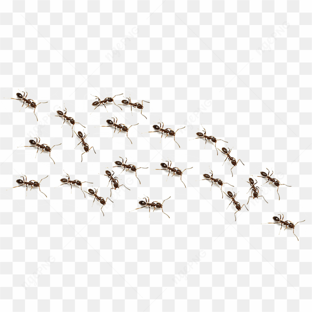  La force collective des fourmis