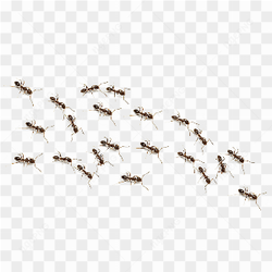 La force collective des fourmis