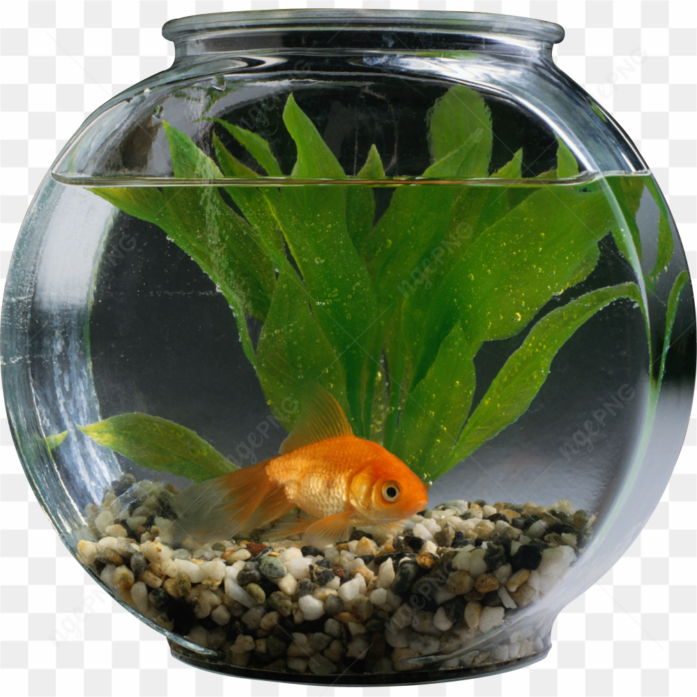 La vie d\'un poisson rouge