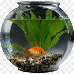 La vie d\'un poisson rouge