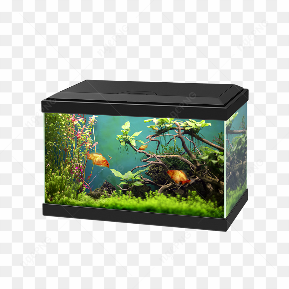 Aquarium d\'eau douce avec poissons tropicaux et plantes aquatiques