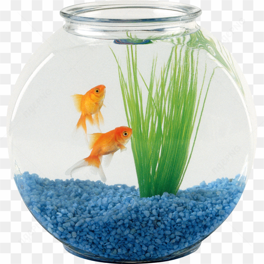 Un aquarium paisible avec des poissons rouges