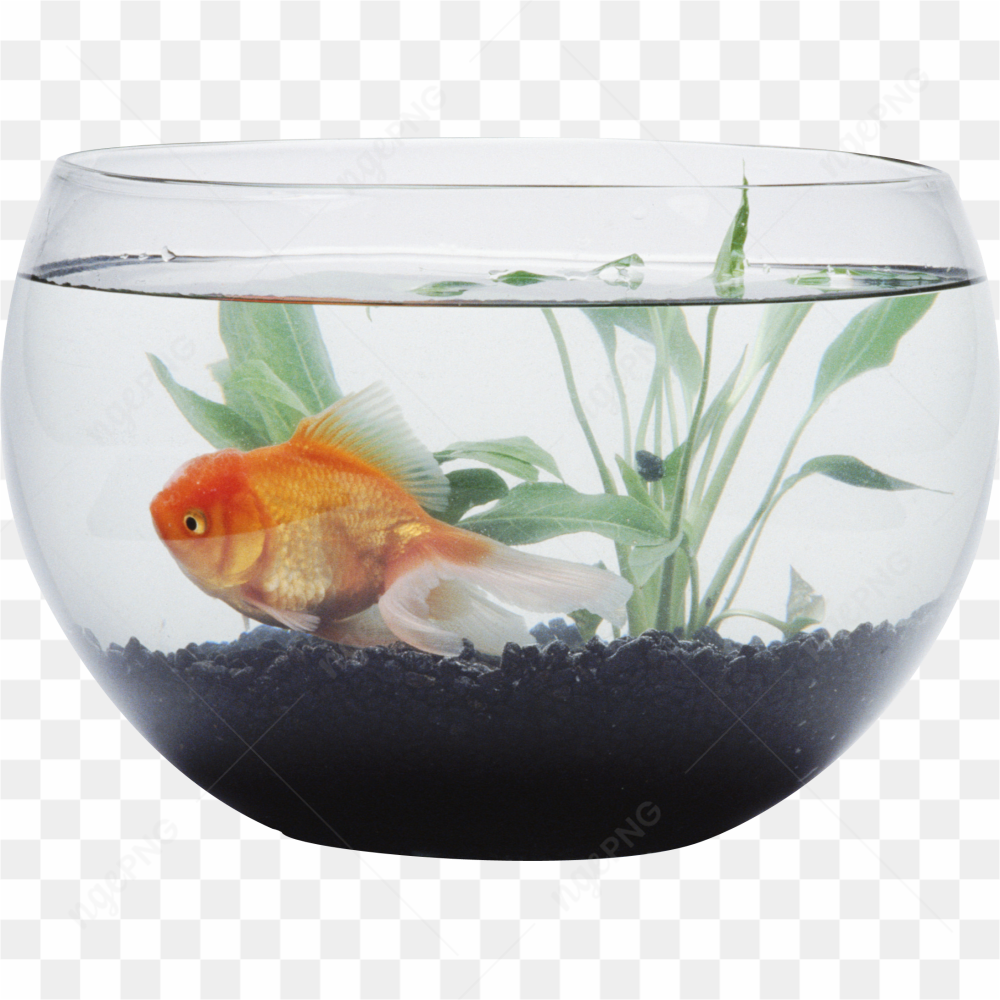 L\'image est une reprsentation apaisante d\'un bocal  poissons