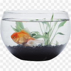 L\'image est une reprsentation apaisante d\'un bocal poissons