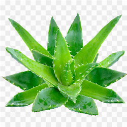 Aloe vera 003
