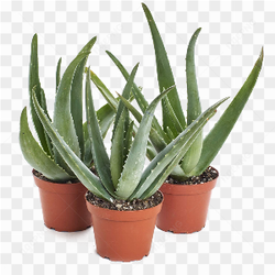 Aloe vera 001