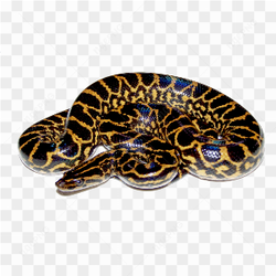 Annaconda snake 002