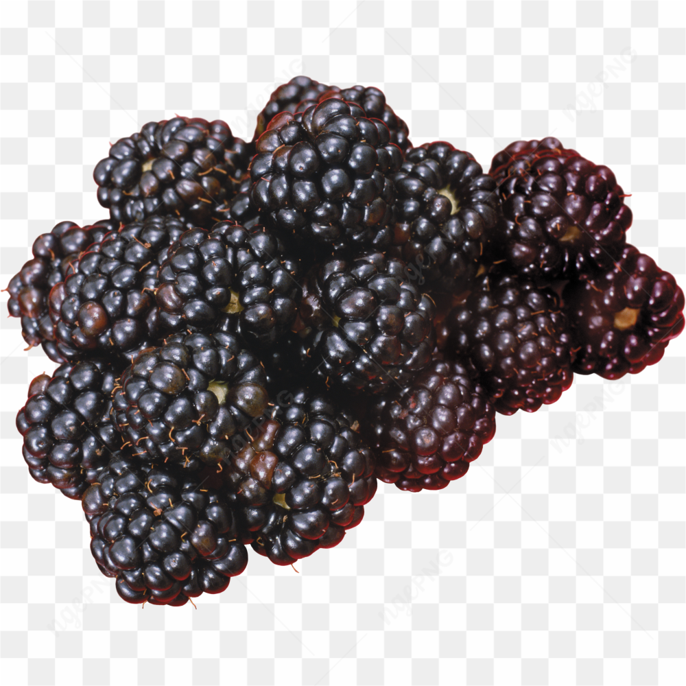Blackberry Fruit closeup