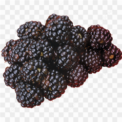 Blackberry Fruit closeup