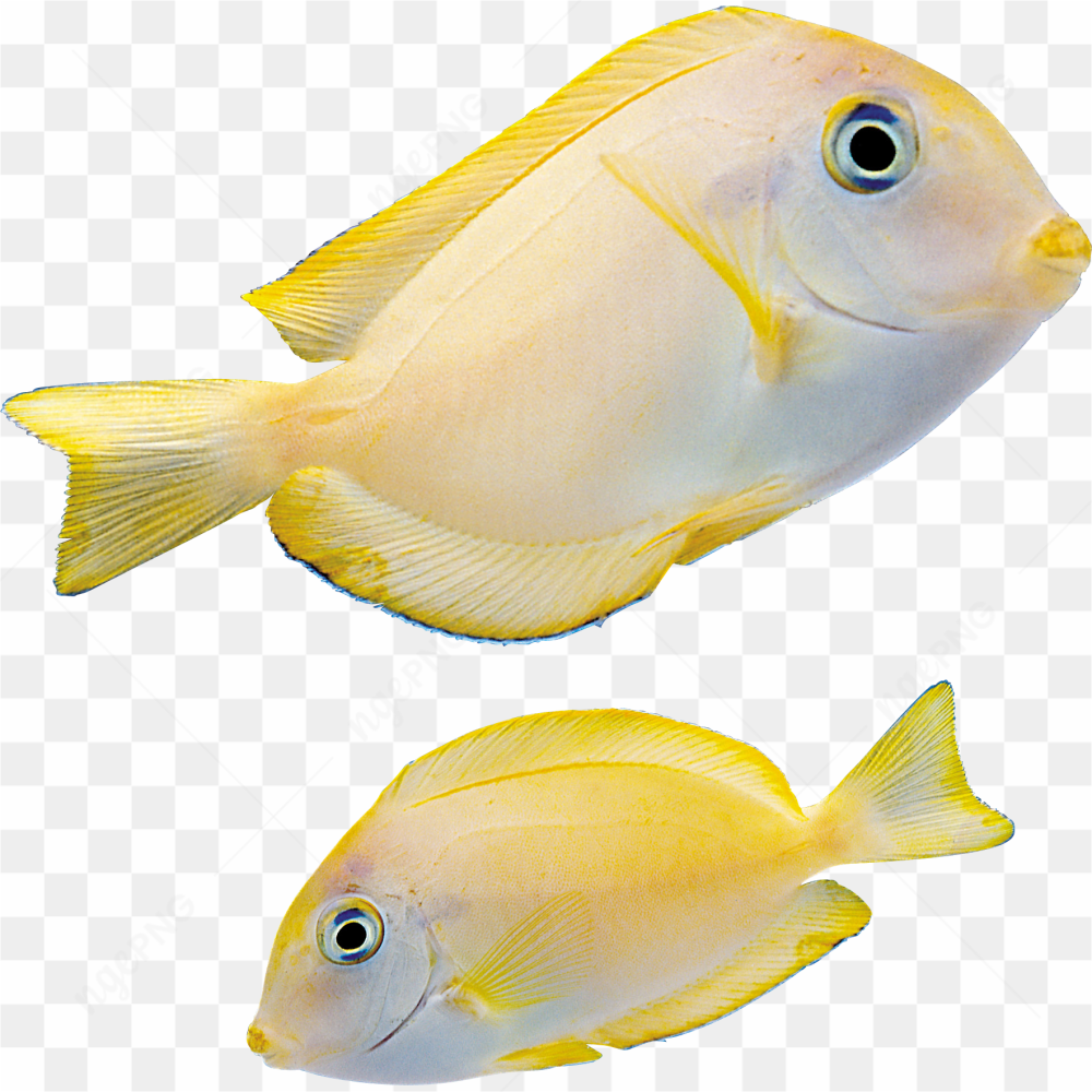 Fish yellow photo