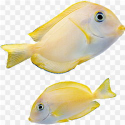 Fish yellow photo