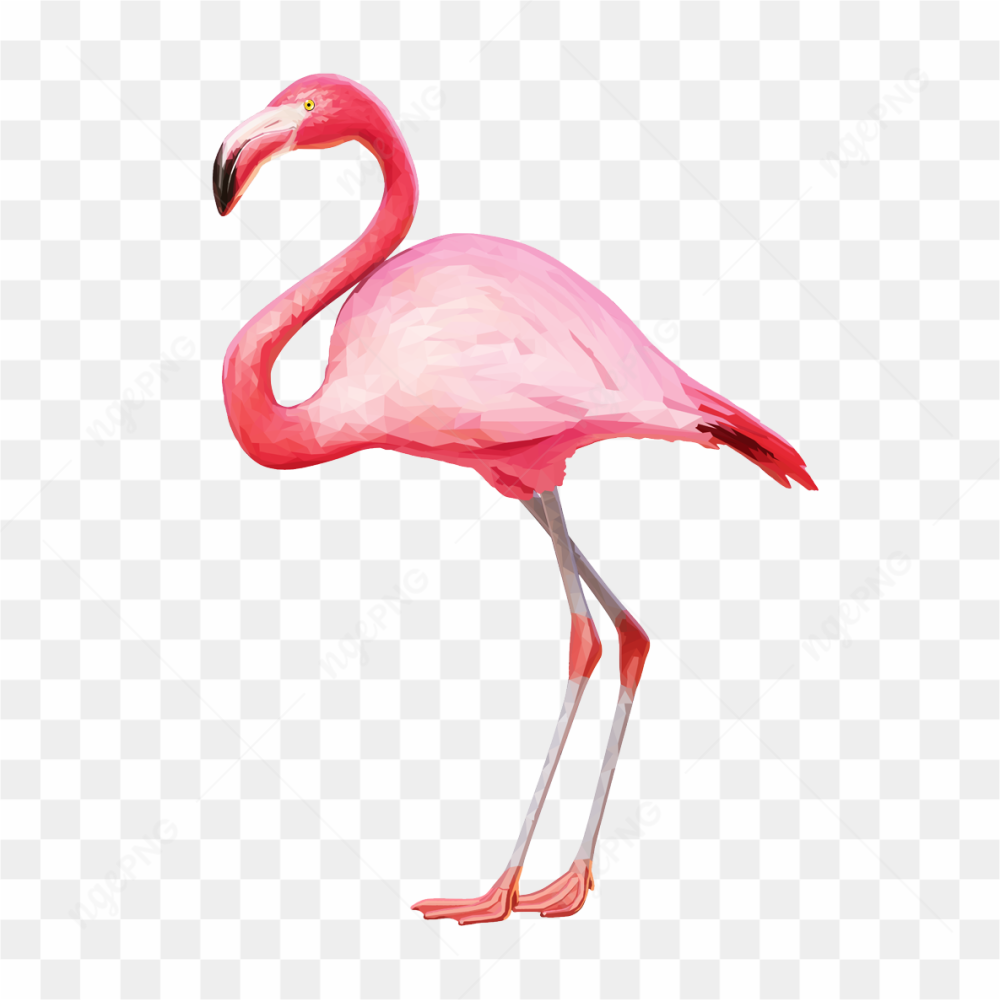 Flamingo pink photo