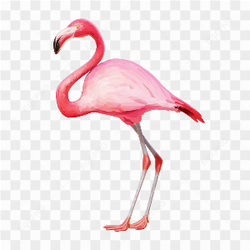 Flamingo pink photo