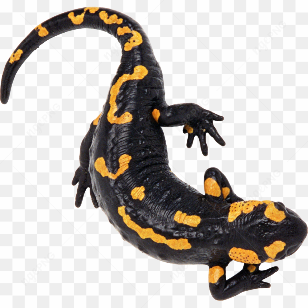 Gecko Poisoness black and yellow