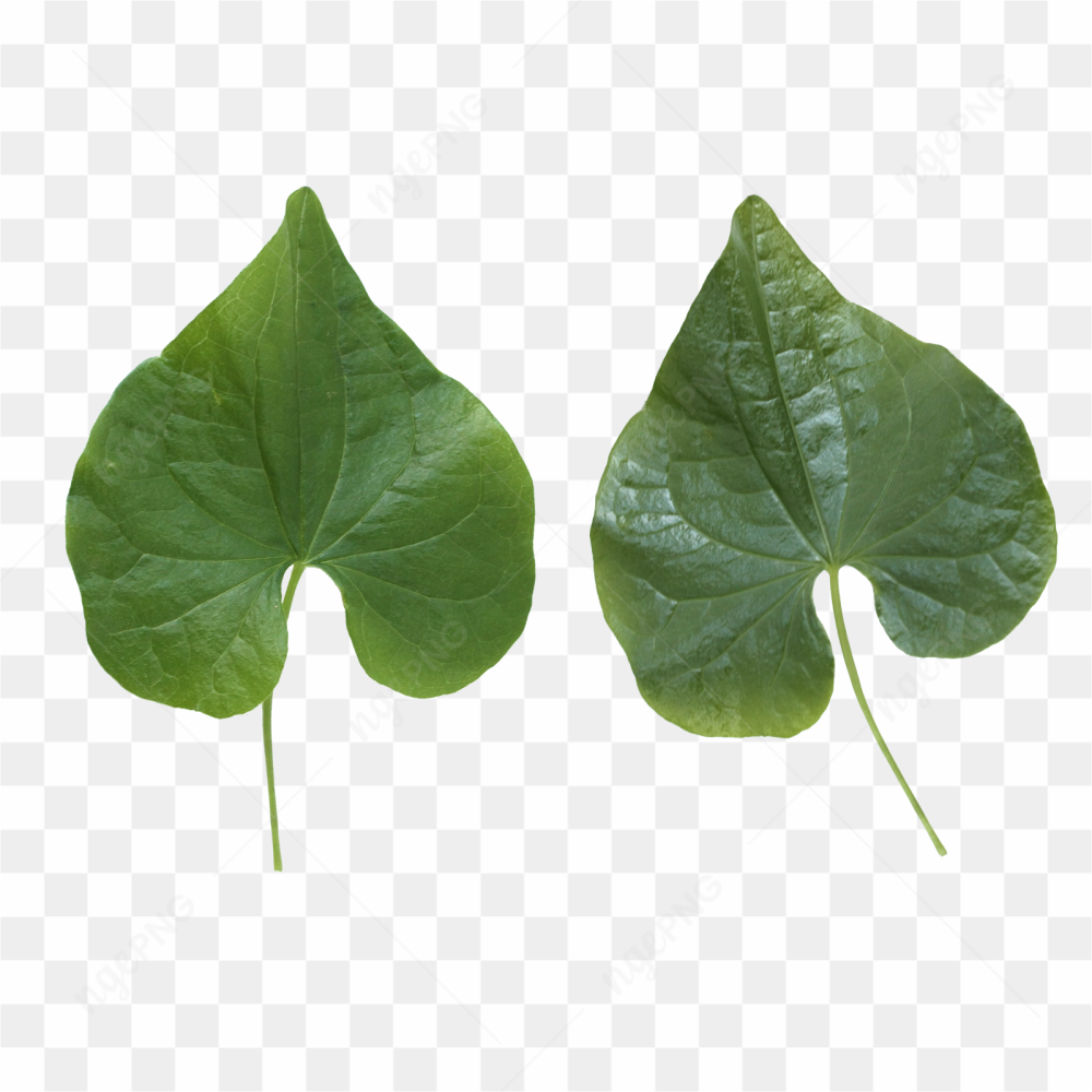 Leaf green picture 2
