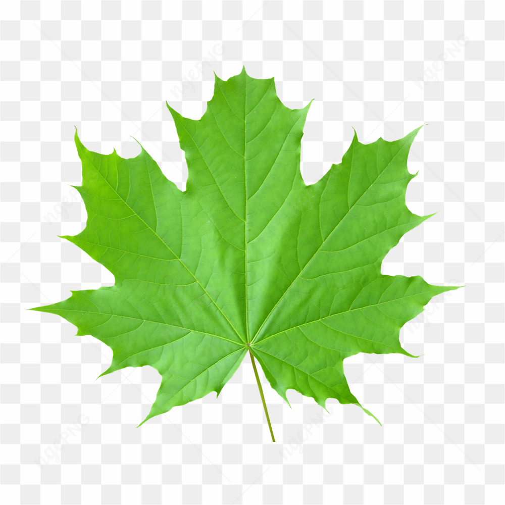 Leaf green picture 4